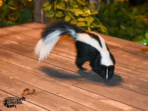 How To Get Skunk Odor Out of Your House