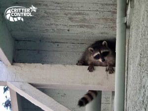 How to Keep Raccoons Away from Your Boston Property