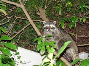 How to Trap and Remove Raccoons in Massachusetts