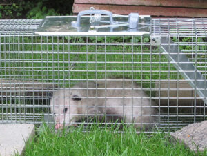 Humane Animal Trapping and Removal: Our Ethical Approach to Control