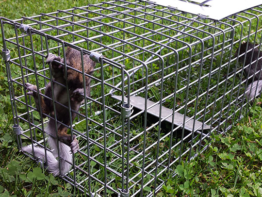 Humane Wildlife Removal: Why It Matters and How It's Done | Critter ...