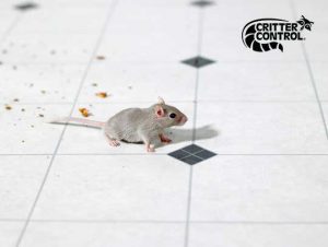 Mice Removal Dedham, MA