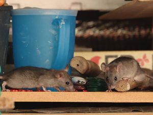 Mice Removal in Milton, MA