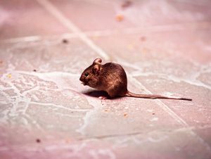 Mice Removal in Sharon, MA