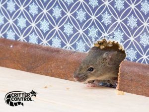 Mice Removal Milton, MA