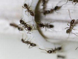 5 Most Effective Methods to Get Rid of Ants