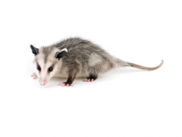 Opossums 1