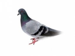 Pigeons