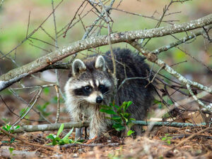 Raccoon Removal In Andover, MA