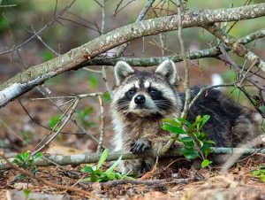 Raccoon Removal in Arlington, MA