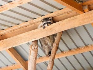 Raccoon Removal in Avon, MA 1 Raccoon Removal in Avon, MA