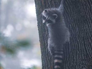 Raccoon Removal in Belmont, MA 1 Raccoon Removal in Belmont, MA