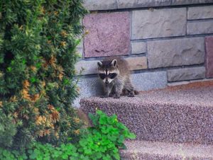 Raccoon Removal in Beverly, MA