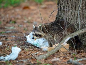 Raccoon Removal in Brookline, MA