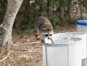 Raccoon Removal in Chestnut Hill, MA
