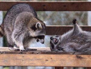 Raccoon Removal in Danvers, MA