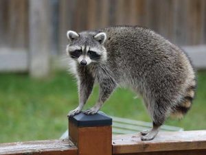 Raccoon Removal in Lexington, MA
