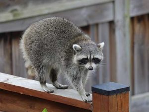 Raccoon Removal in Lincoln, MA