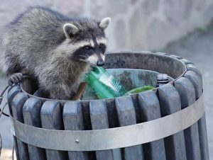 Raccoon Removal in Medford, MA 1 Raccoon Removal in Medford, MA