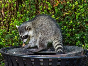 Raccoon Removal in Milton, MA