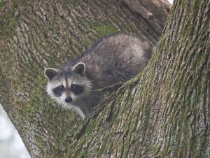 Raccoon Removal in Newton, MA