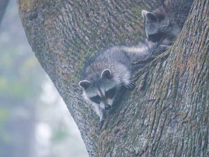 Raccoon Removal in Somerville, MA