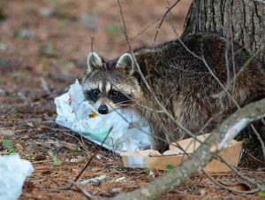 Raccoon Removal in Waltham, MA