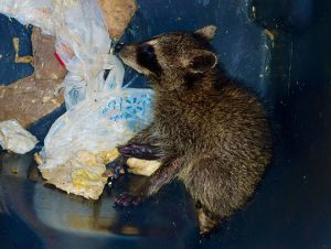 Raccoon Removal in Watertown, MA