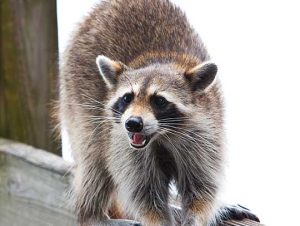 Raccoon Removal in Weston, MA