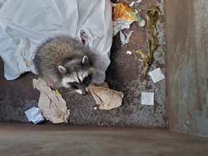 Raccoon Removal in Westwood, MA