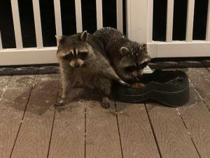 Raccoon Removal in Weymouth, MA