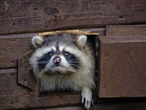 Raccoon Removal in Winchester, MA