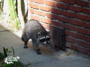 Raccoon removal Needham, MA