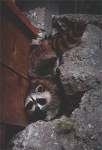 Raccoons 1