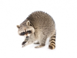 Raccoon