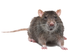 Rat