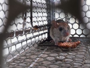 Rodent Removal in Milton, MA