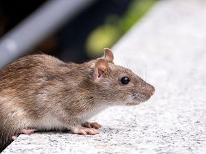 Rodent Removal in Salem, MA