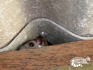 Rodent Removal in Wellesley, MA