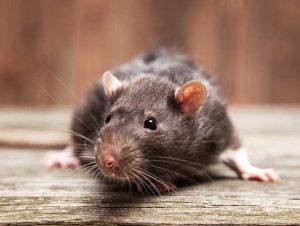 Rodent Removal in Weymouth, MA
