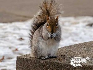 Rodent removal Needham, MA