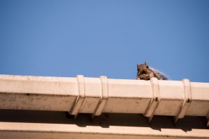 wildlife removal critter control of burlington, ma