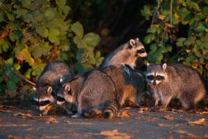 wildlife removal critter control of stoneham, ma