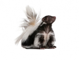 Skunks 1