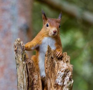 A red squirrel in Boston