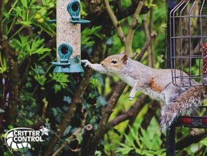 Squirrel Removal Groveland, MA 1