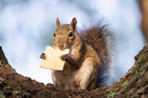 Squirrel Removal Byfield, MA