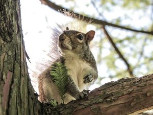 Squirrel Removal Haverhill, MA