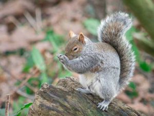 Squirrel Removal in Arlington, MA