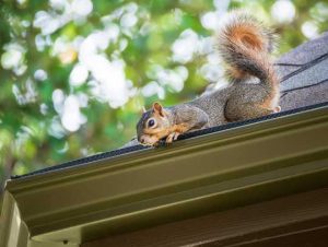 Squirrel Removal in Belmont, MA